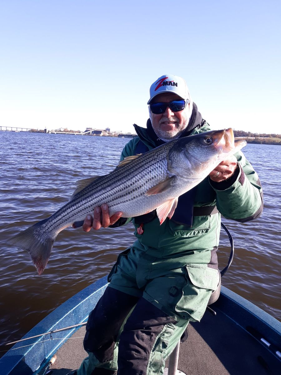 Capt. Jerry Sersen holding a striped bass on the upper Chesapeake